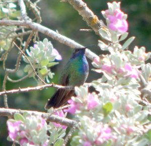 Mexican Violet-ear hummingbird